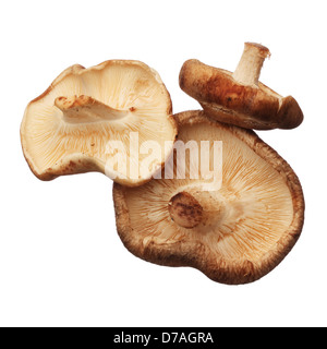 Shitake mushrooms isolated on white background, close up Stock Photo
