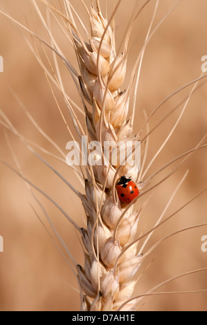 Wheat Stalk,  with a ladybird on Stock Photo