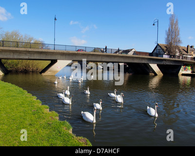 Mute swans on River Great Ouse at St Neots Bridge Cambridgeshire Stock Photo