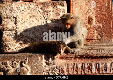 Rhesus macaques (Macaca mulatta) preening at the Virupaksha temple, Hampi, Karnataka Stock Photo