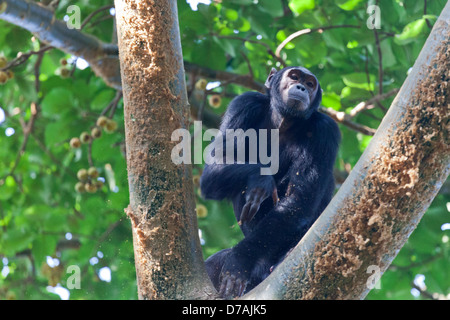 Chimpanzee climbing up a tree.  Kibale Forest National Park, Uganda. Stock Photo