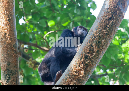 Chimpanzee climbing up a tree.  Kibale Forest National Park, Uganda. Stock Photo