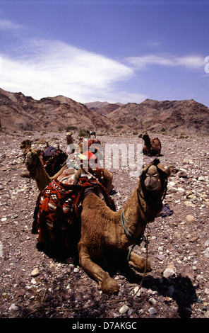 Camels in the desert of Wadi Rum, also known as the Valley of the Moon, cut into the sandstone and granite rock of southern Jordan. Stock Photo