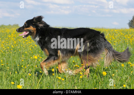 Australian Sheperd dog running in a flower meadow Stock Photo