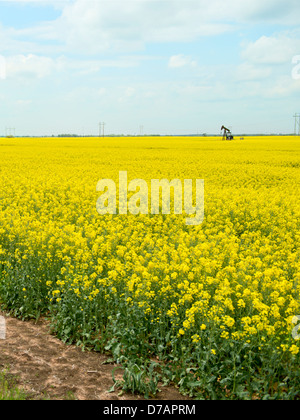 Field of blooming Rapeseed (Brassica napus), hilly agricultural ...