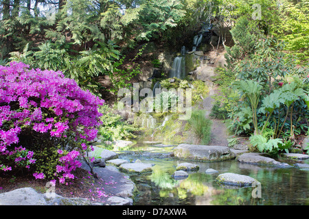 Azaleas Blooming by Waterfall at Crystal Springs Rhododendron Garden in Spring Stock Photo