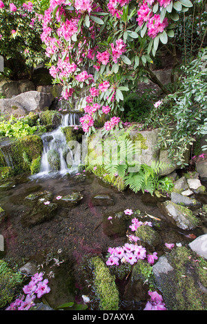 Rhododendron Pink Flowers Blooming Over Waterfall at Crystal Springs Garden in Spring Stock Photo