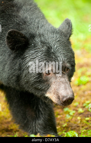 Black Bear at Anan Creek, near Wrangell, Alaska, USA Stock Photo