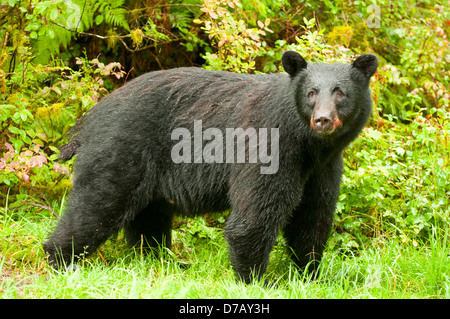 Black Bear at Anan Creek, near Wrangell, Alaska, USA Stock Photo