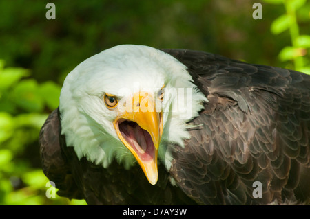 Bald Eagle at Sitka Raptor Center, Sitka, Alaska, USA Stock Photo