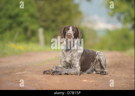 German wirehaired Pointer Stock Photo