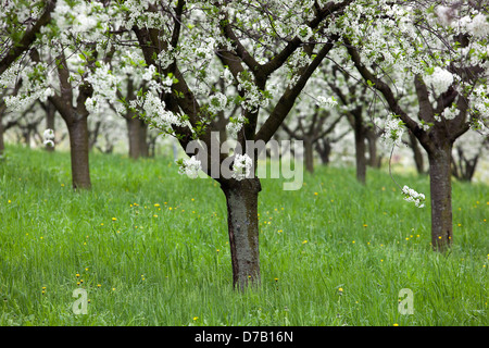 Cherry trees orchard blooming, lawn Stock Photo