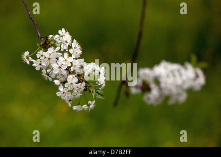 Prunus spinosa blackthorn flowers Stock Photo