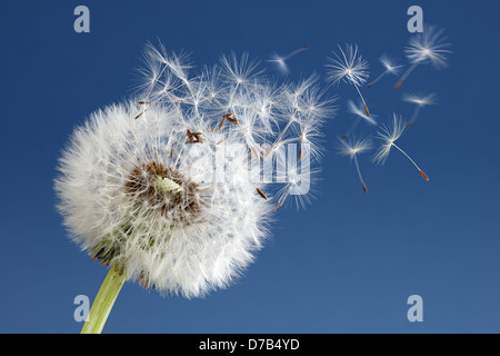 Dandelion clock dispersing seed Stock Photo