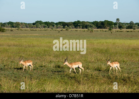 Impala (Aepyceros melampus), Gorongosa National Park, Mozambique Stock Photo