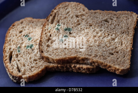 Two slices of mouldy bread. Stock Photo