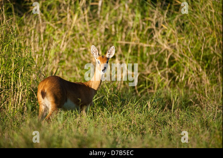 Oribi (Ourebia ourebi), Gorongosa National Park, Mozambique Stock Photo