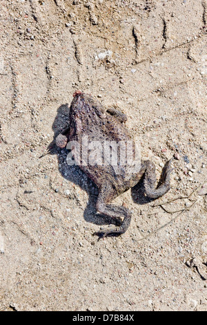 Crushed frog on the road. The death of animals on the roads Stock Photo ...