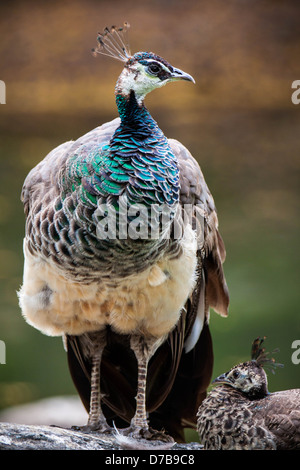Peahen female peacock beautiful bird feathers out shows colorful tail on  farm / Peafowl bird Stock Photo - Alamy