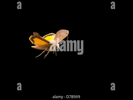 Large yellow underwing moth in flight Stock Photo