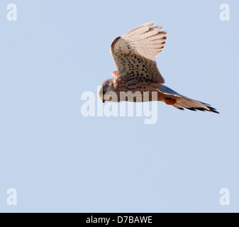 Wild Female Kestrel, Falco tinnunculus hovering, looking for prey Stock Photo