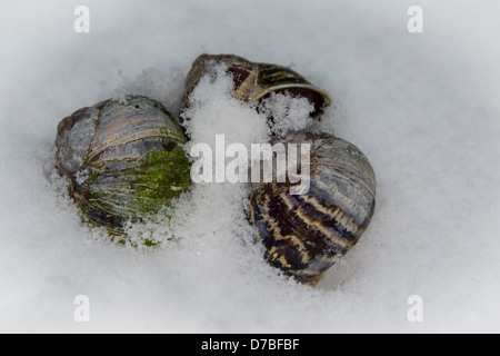 Beautiful patterned snail shells covered in snow Stock Photo