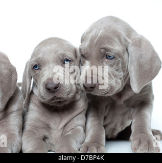 Cute weimaraner puppies Stock Photo