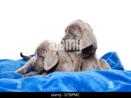 weimaraner puppies Stock Photo