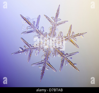 A real snowflake showing the classic 6-sided star shape photographed under a microscope;Anchorage alaska USA Stock Photo