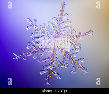 A real snowflake showing the classic 6-sided star shape photographed under a microscope;Anchorage alaska USA Stock Photo