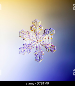 A real snowflake showing the classic 6-sided star shape photographed under a microscope;Anchorage alaska USA Stock Photo