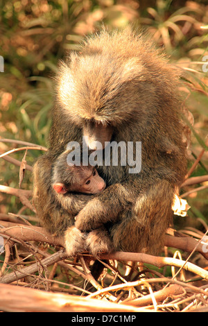 Olive Baboon (Papio Anubis) with Baby in Her Arms, Lake Manyara, Tanzania Stock Photo