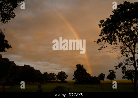 Rainbow over a Masai Mara Camp, Kenya, East Africa on a stormy evening at sunset and silhouettes of trees. Stock Photo