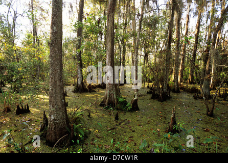 Elk283-2491 Louisiana, Jean Lafitte National Historic Park, Barataria Preserve, bald cypress swamp landscape Stock Photo