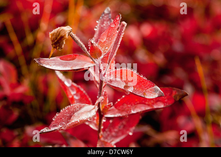 Dew drops on red leaves of river beauty / dwarf fireweed (epilobium latifolium) in autumn denali national park;Alaska USA Stock Photo