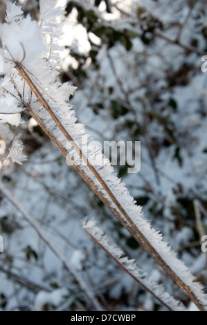 Ice crystals formed on plants during a cold winter. Stock Photo