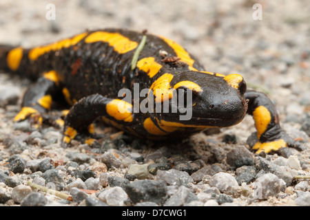 Fire Salamander (Salamandra salamandra  terrestris) Stock Photo