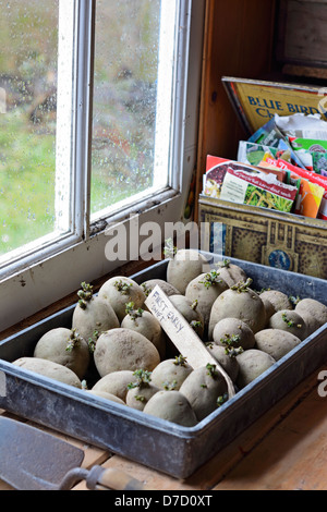 certified first early seed potatoes, 'Swift', being chiited in tray beside potting shed window Stock Photo