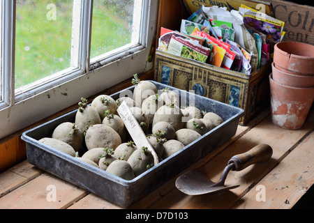 certified first early seed potatoes, 'Swift', being chiited in tray beside potting shed window Stock Photo