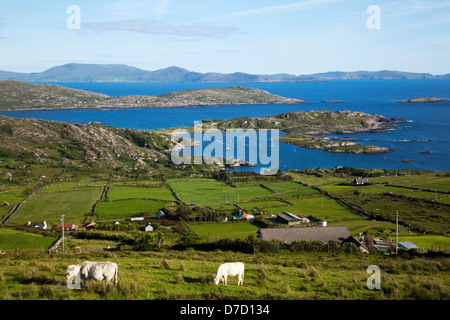 Cows grazing in a field with a view of derrynane harbour near caherdaniel from the ring of kerry;County kerry ireland Stock Photo