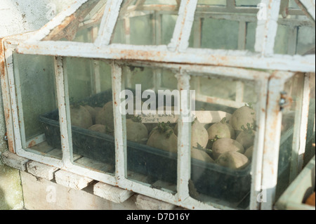 certified first early seed potatoes, 'Swift', being chiited in tray under lantern cloche for frost protection Stock Photo