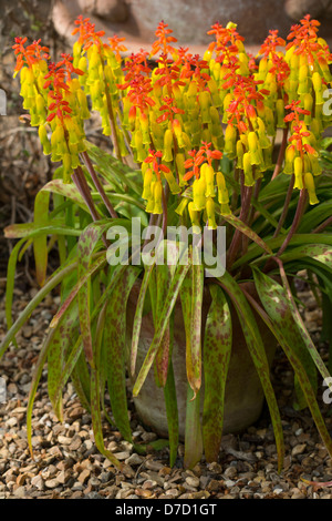 Pot grown, Lachenalia aloides, Lachenalia tricolor, Cape Cowslip, Family: Hyacinthaceae / Liliaceae Stock Photo