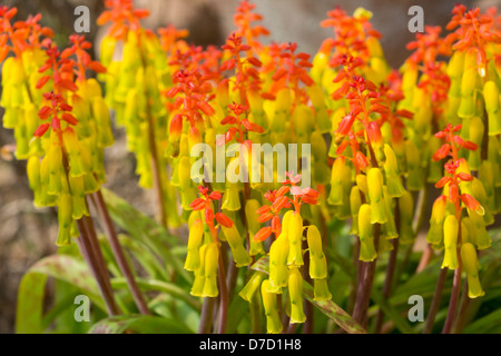 Pot grown, Lachenalia aloides, Lachenalia tricolor, Cape Cowslip, Family: Hyacinthaceae / Liliaceae Stock Photo