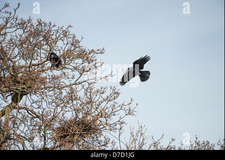 Coomon rook flying towards nest Norfolk, England, April Stock Photo