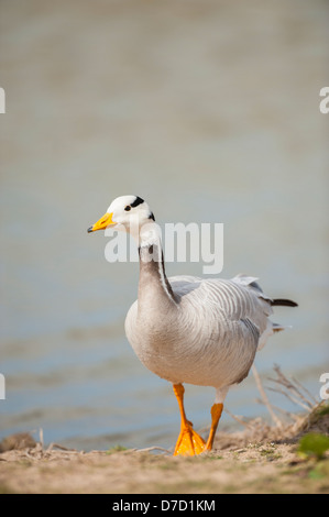 Bar headed goose, Anser indicus, adult feral bird, Norfolk, England, April