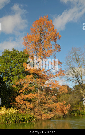 Dawn Redwood: Metasequoia glyptostroboides. Tree in autumn. Botanic garden, Surrey, England Stock Photo