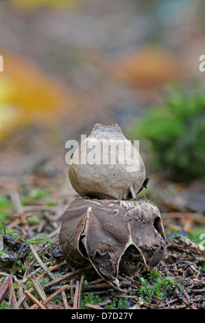 Sessile Earthstar Fungus: Geastrum fimbriatum. Surrey, November. Under Larch trees. Stock Photo