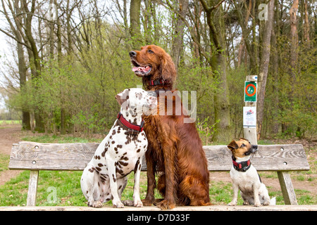 Three dogs sitting on a wooden bench in a park Stock Photo