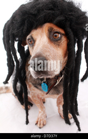 AN AUSTRALIAN CATTLE DOG WEARING A DREADLOCK WIG  VERTICAL PORTRAIT PHOTO WHITE BACKGROUND BDA Stock Photo