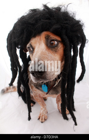 AN AUSTRALIAN CATTLE DOG WEARING A DREADLOCK WIG  VERTICAL PORTRAIT PHOTO WHITE BACKGROUND BDA Stock Photo